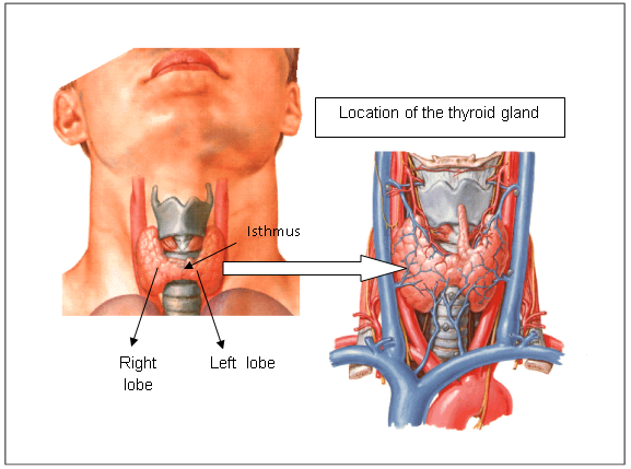 Thyroid gland